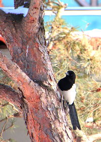 Close-up of bird perching on tree