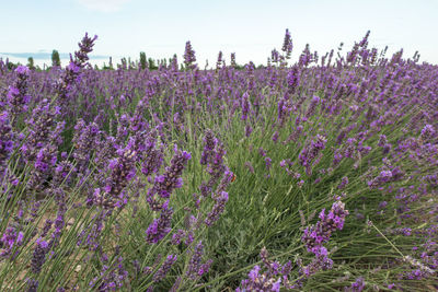 Purple flowering plants on field against sky