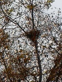 Low angle view of trees