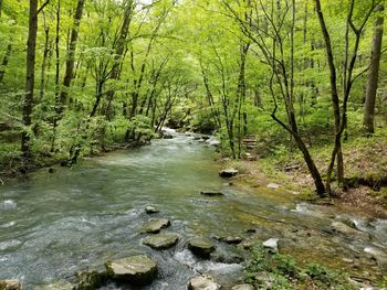 Stream flowing amidst trees in forest