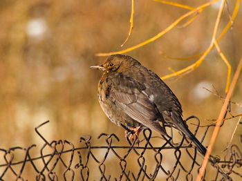 Blackbird on a fence.  common blackbird turdus merula