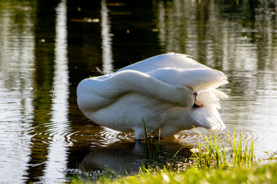 Swan swimming in lake