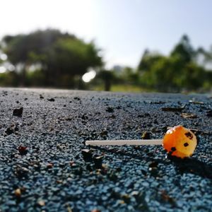 Close-up of ladybug on road