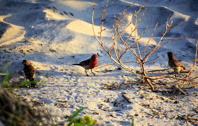 High angle view of bird perching on a land