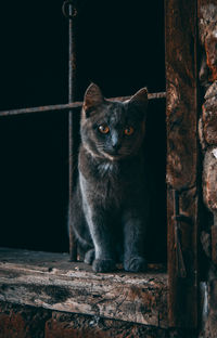 Close-up portrait of a cat