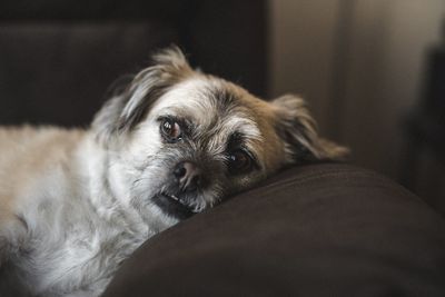 Close-up portrait of dog