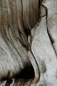 Full frame shot of tree trunk