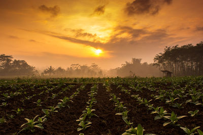 Scenic view of field against sky during sunset