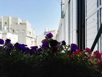 Low angle view of flowers blooming in park