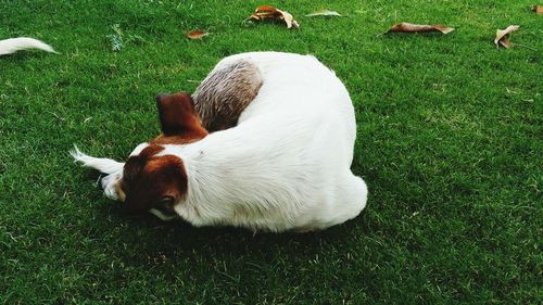 High angle view of dog on field