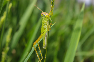  grasshopper and rice grasshopper the rice stalks green background