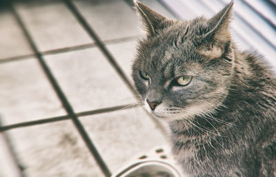 Close-up of cat looking away