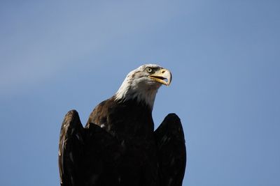 Low angle view of eagle against clear sky