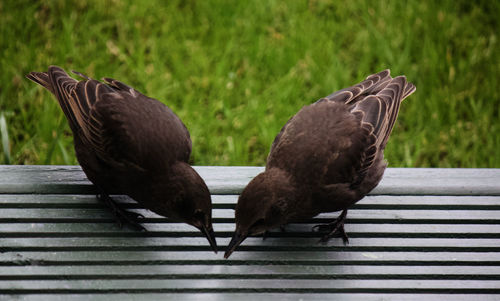 Close-up of birds perching on wood