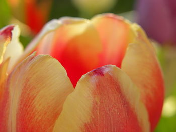 Close-up of red rose