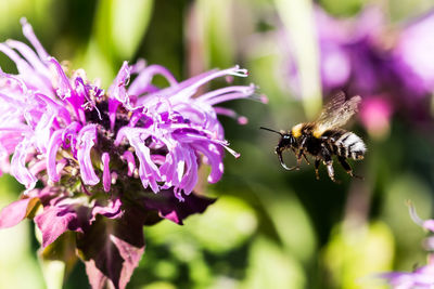 Close-up of bee on purple flower