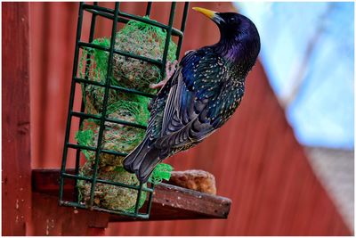 Close-up of starling on feeder