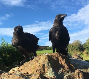 Close-up of owl perching on tree against sky