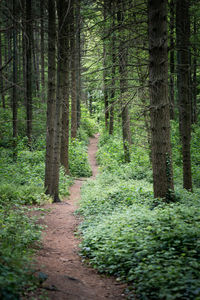 Dirt road amidst trees in forest