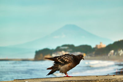 Bird on beach against sky