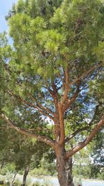 Low angle view of trees and plants growing in forest