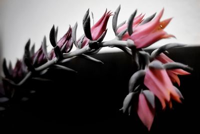 Close-up of pink flowers