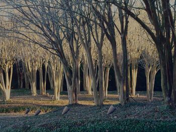 Bare trees on field in forest