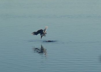 Bird flying over lake