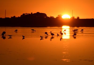 Silhouette birds in sea during sunset