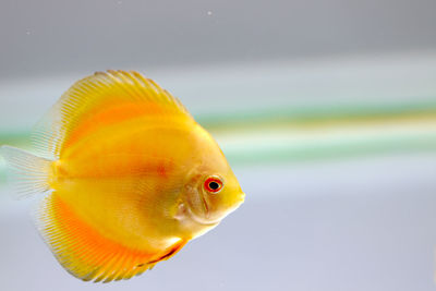 Orange fish swimming in aquarium
