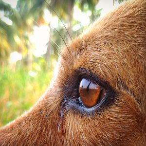 Close-up of dog eye