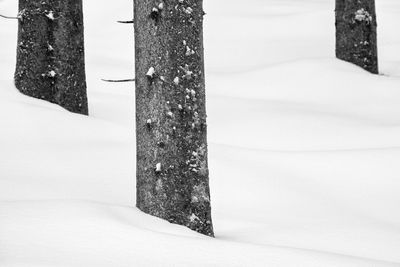 Three tree trunks in deep winter snow