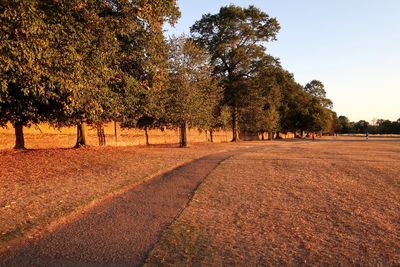 Trees on field by road against sky during autumn
