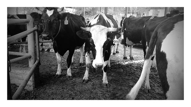 domestic animals, animal themes, transfer print, livestock, mammal, auto post production filter, horse, field, standing, fence, working animal, herbivorous, cow, two animals, day, domestic cattle, one animal, outdoors, rural scene, farm