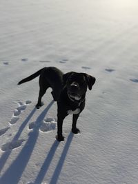 High angle view of dog walking