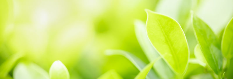 Close-up of fresh green leaves on field