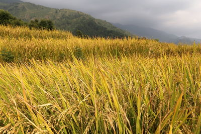 Scenic view of agricultural field against sky