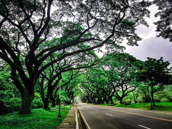 Empty road amidst trees against sky