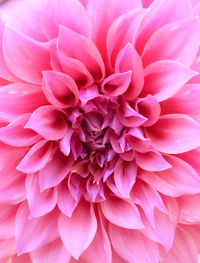 Close-up of pink dahlia