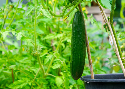 Close-up of fresh green cucumber growing in a greenhouse 