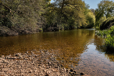 Scenic view of lake in forest