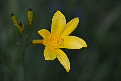 Close-up of day lily blooming outdoors