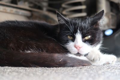 Close-up portrait of a cat