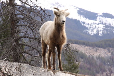 Big horn sheep caught by surprise