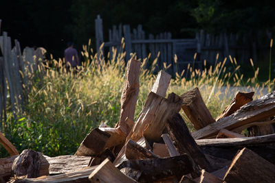 Close-up of wooden logs on field