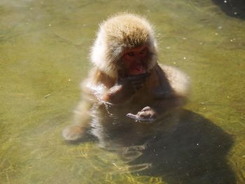 Close-up of monkey in water