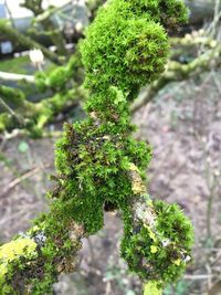 Close-up of moss growing on plant
