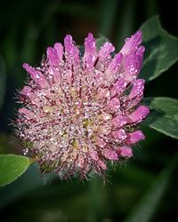 Close-up of pink flowers