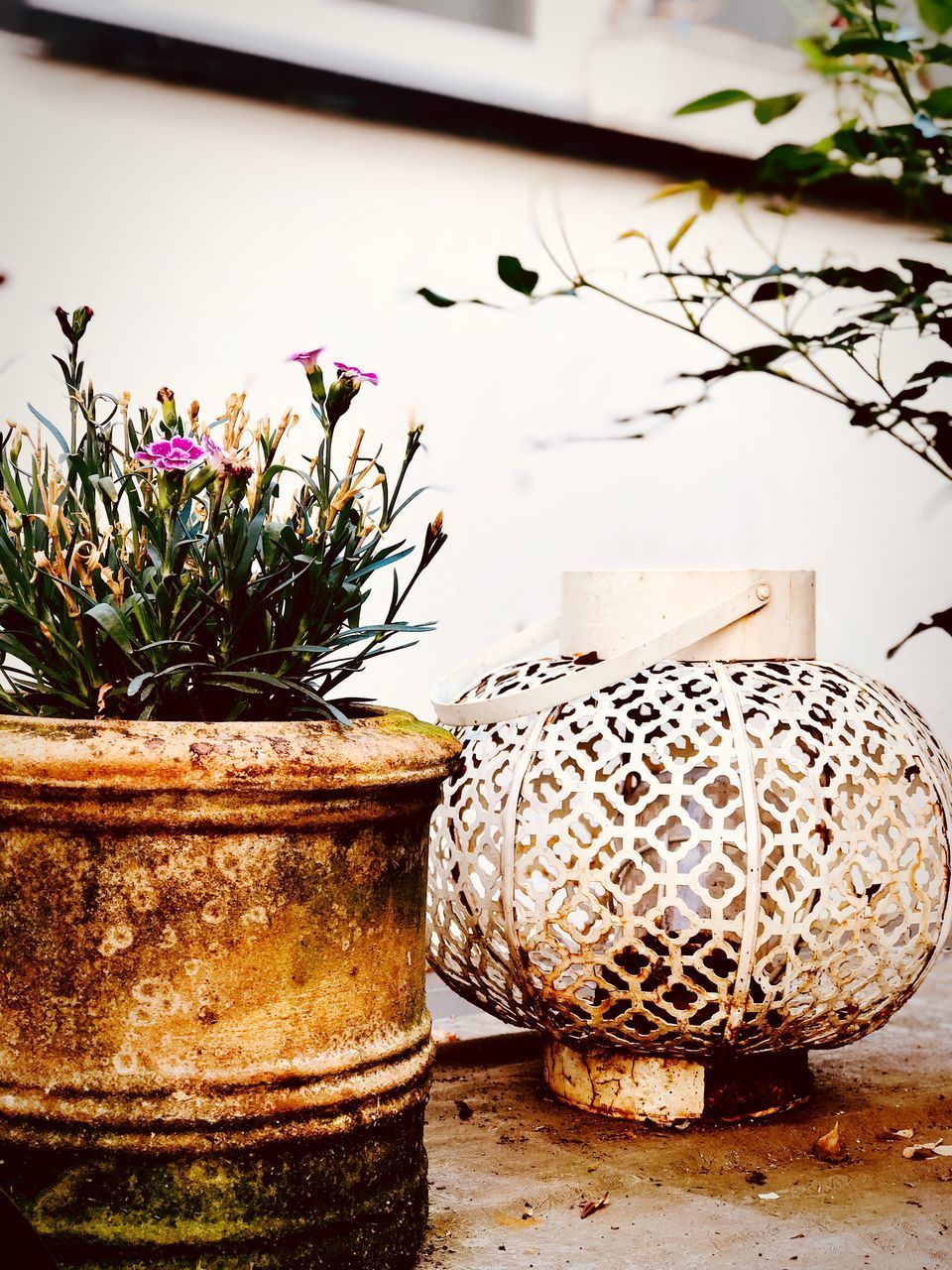 CLOSE-UP OF POTTED PLANTS ON TABLE