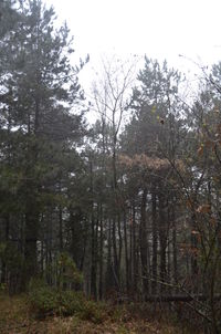 Trees in forest against sky